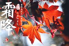 是寒露赏红叶还是霜降赏红叶
