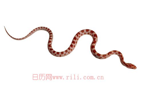 蛇属于脊椎类吗 6356841314228261294370153.jpg