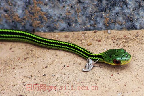 蛇是哪年出生的今年几岁 6356841360374702359050491.jpg