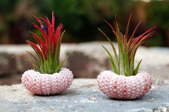 8月23日餐桌物种日历:光棘球海胆