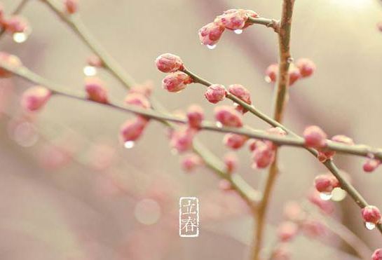 2019年立春是几月几日: