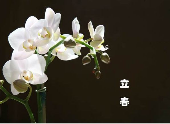 2018年是无春年吗能结婚吗 为什么2018年不能结婚