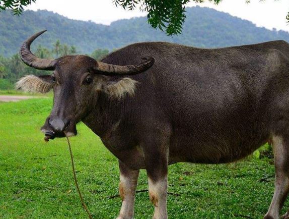 2018年5月14日是什么节日:黄色与玫瑰情人节,菲律宾水牛节