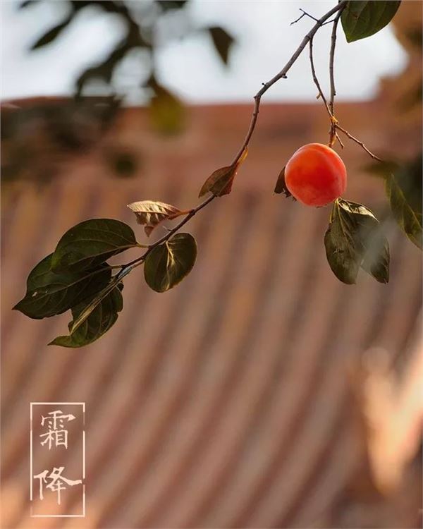 霜降图片,关于霜降节气的图片 霜降图片,关于霜降节气的图片
